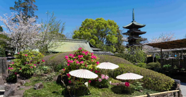 春色に染まる上野東照宮「ぼたん祭」開催中｜希少品種が彩る江戸の庭